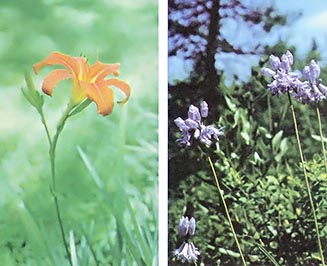 LEFT: The familiar day lily (Hemerocallis fulva) provides tasty shoots, buds, and blossoms. RIGHT: Camassia scilloides often covers meadows with a luxurious carpet of blooms in the first days of summer.